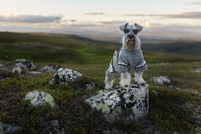 en hund står på en sten i fjällandskap