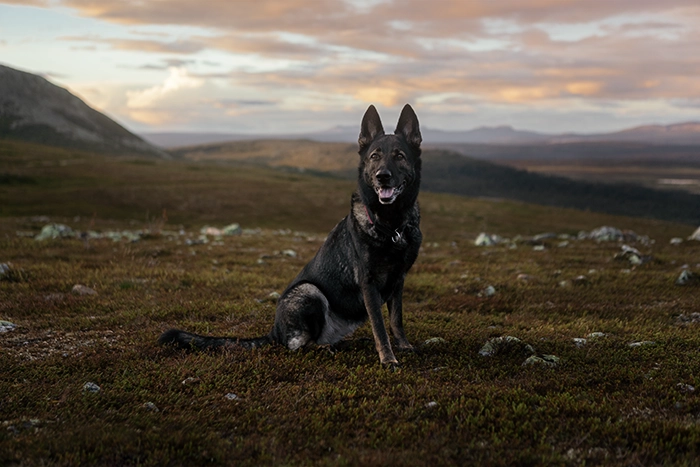 en hund sitter i fjällandskap